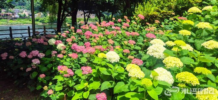 대전 대덕구 “대청공원에 수국이 활짝