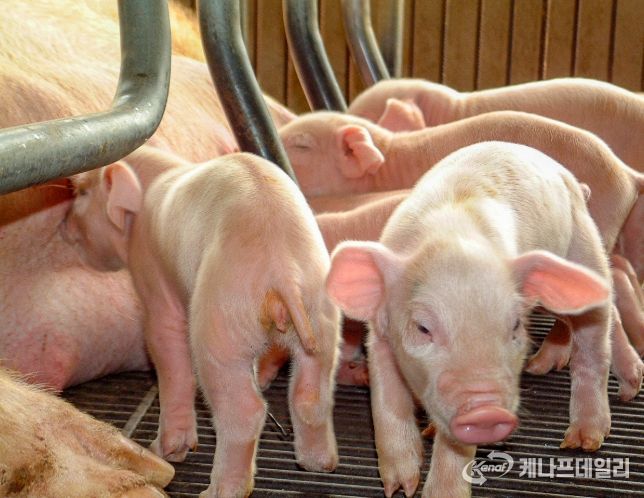 순창군,‘깨끗한 축산농장’지정 확대