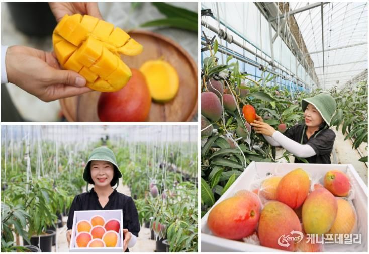 임실군에서 애플망고가? 기후변화 대응 아열대 과수 수확 한창