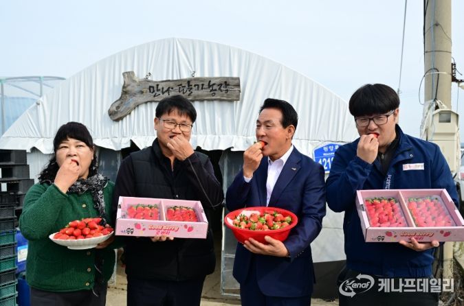 딸기 품종 혁신, ‘조이베리’로 문 열다